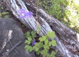 Aquilegia sibirica