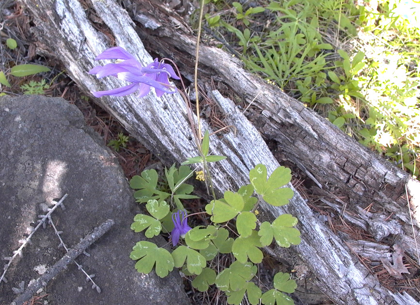 Изображение особи Aquilegia sibirica.