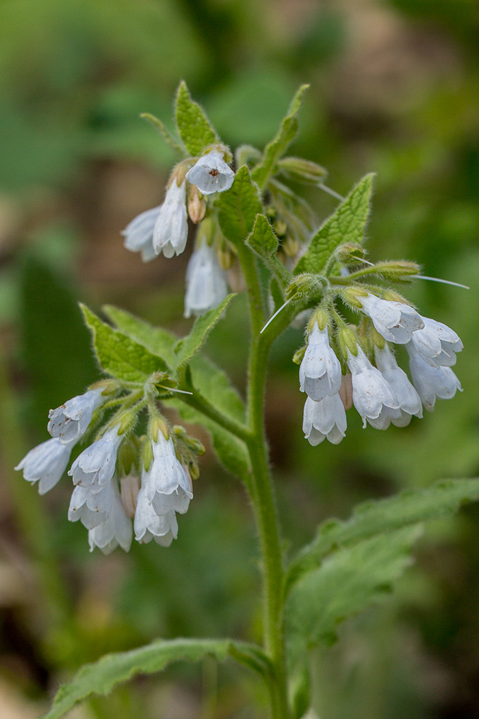 Image of Symphytum tauricum specimen.