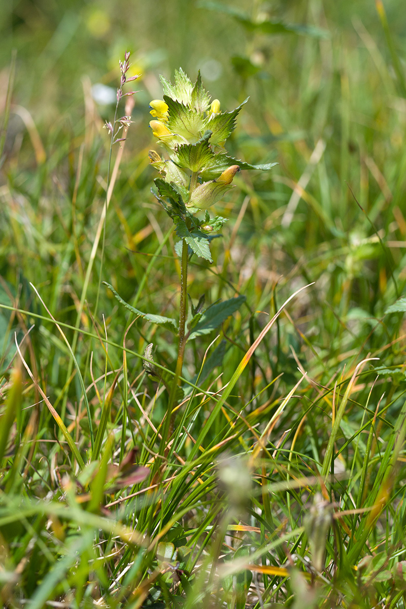 Image of Rhinanthus minor specimen.