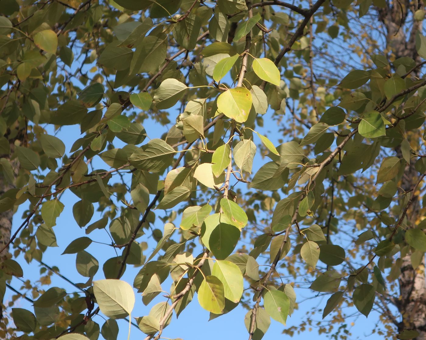 Image of genus Populus specimen.