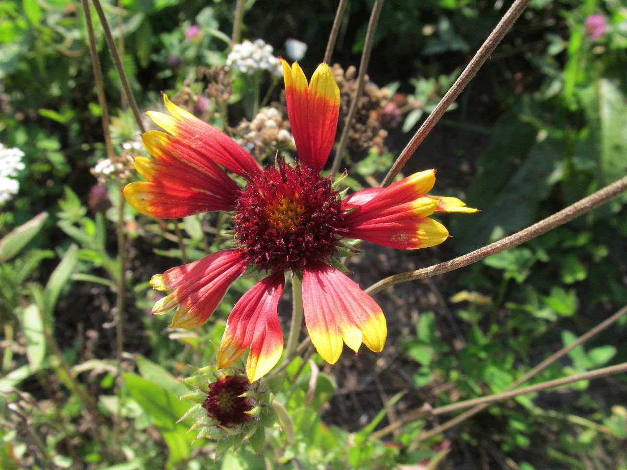 Изображение особи род Gaillardia.