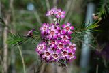 Chamelaucium uncinatum. Верхушка веточки с соцветием. Израиль, г. Бат-Ям, в культуре. 24.02.2023.