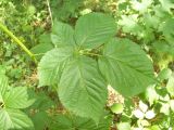 Rubus nessensis