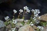 Saxifraga sibirica