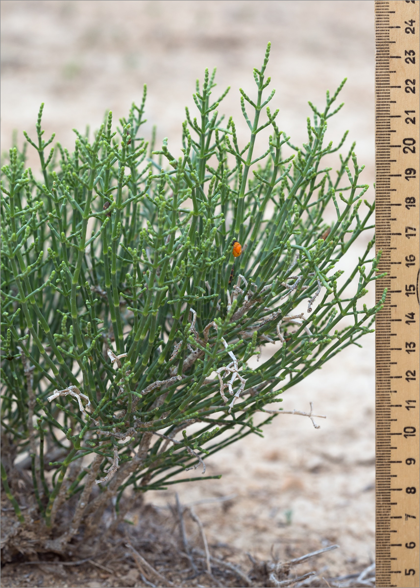 Image of genus Salicornia specimen.