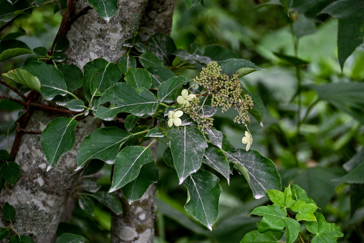 Изображение особи Hydrangea petiolaris.