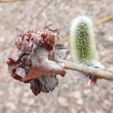 Salix gracilistyla. Часть побега с женским соцветием и прошлогодним галлом, вызванным Rabdophaga rosaria. Хабаровский край, окр. г. Комсомольск-на-Амуре, смешанный лес. 29.04.2023.