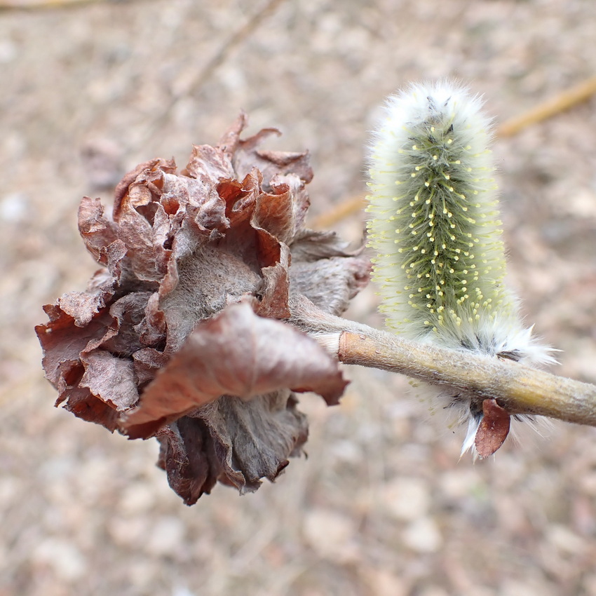 Image of Salix gracilistyla specimen.