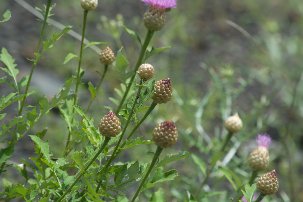 Image of genus Centaurea specimen.