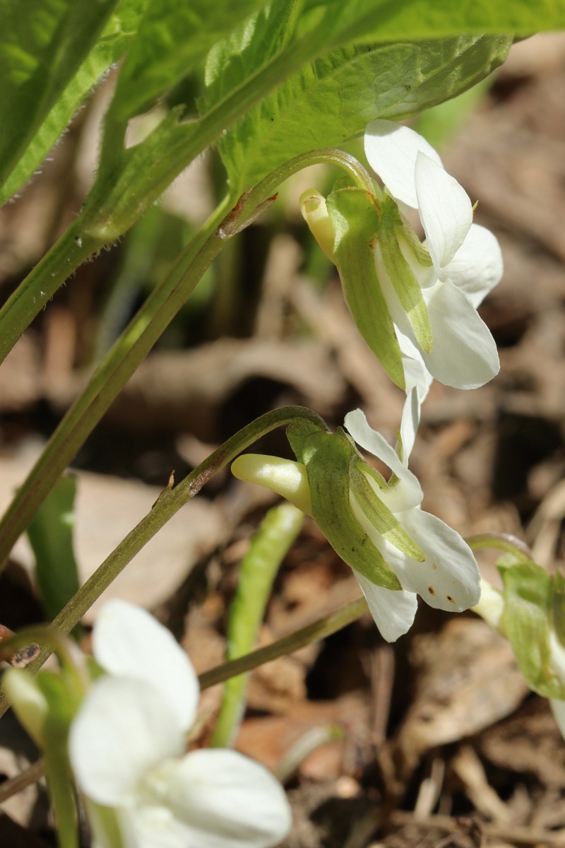 Image of Viola mirabilis specimen.