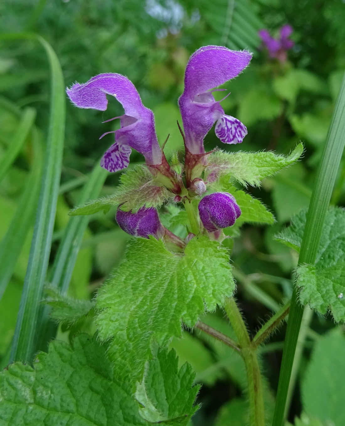 Изображение особи Lamium maculatum.