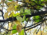 Aristolochia macrophylla. Часть побега с плодами на ветви лиственницы. Владивосток, Ботанический сад-институт ДВО РАН. 26 сентября 2010 г.