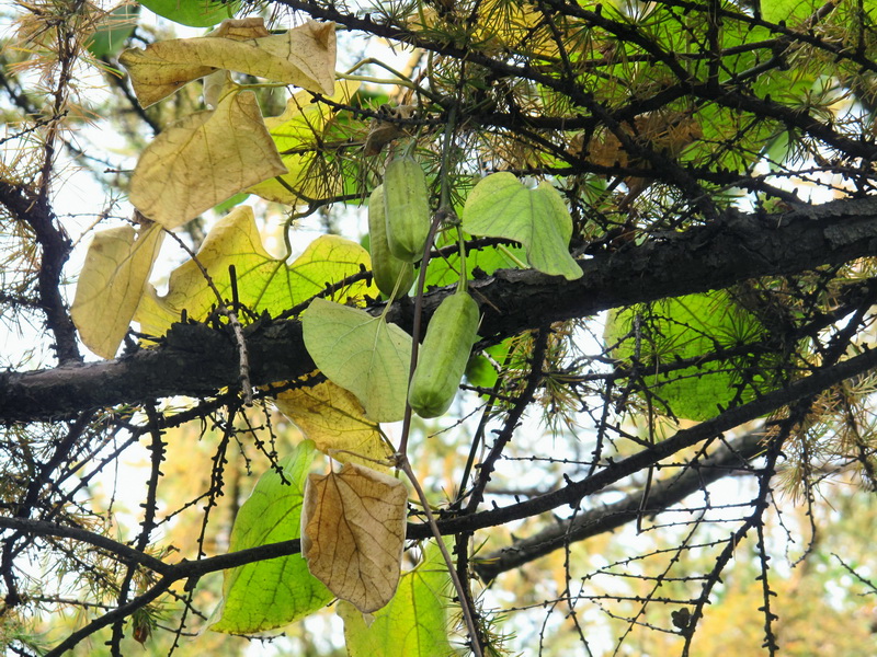 Image of Aristolochia macrophylla specimen.