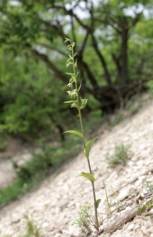 Image of Epipactis persica specimen.