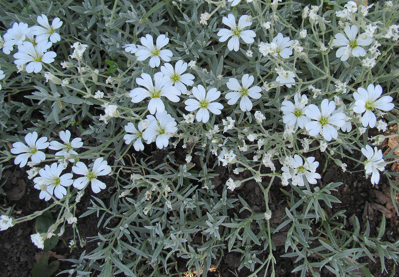 Image of Cerastium argenteum specimen.