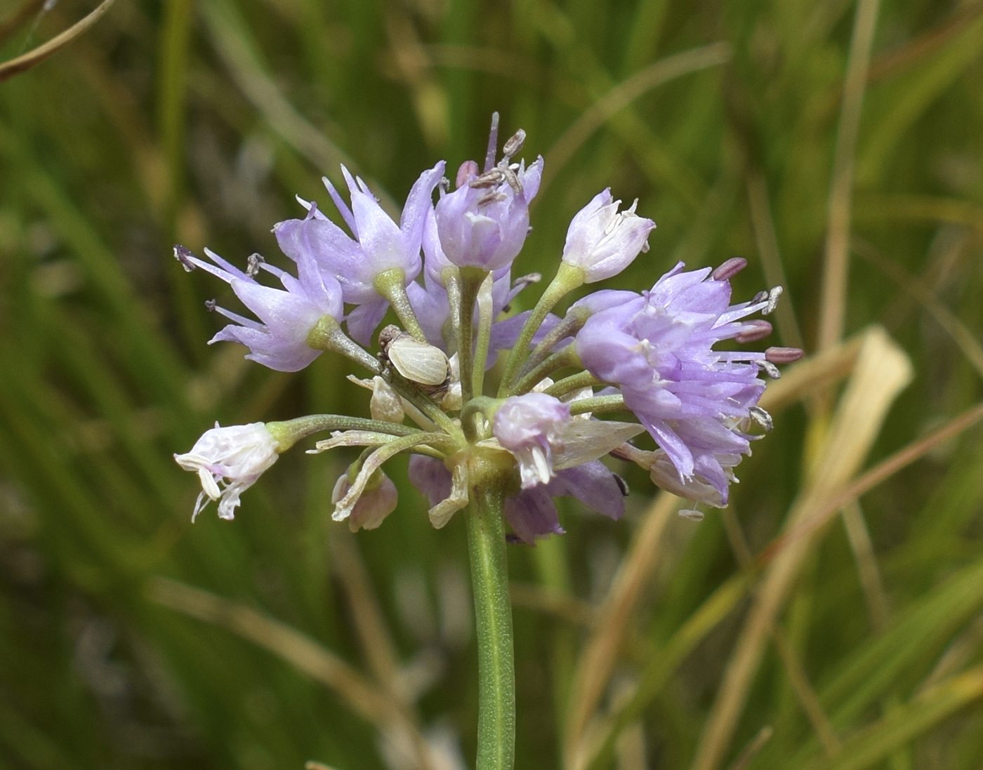 Изображение особи Allium lusitanicum.