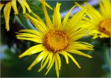 Inula helenium