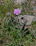 Lomelosia alpestris. Цветущее растение в сообществе с Carex. Киргизия, Ошская обл., Памир, Заалайский хр., долина р. Ачик-Таш, ≈ 3600 м н.у.м., каменистый участок альпийского луга. 04.07.2022.