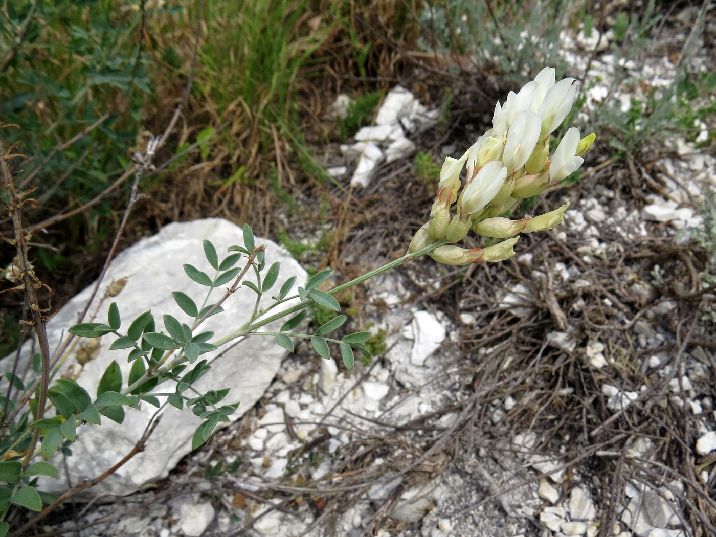 Изображение особи Astragalus albicaulis.