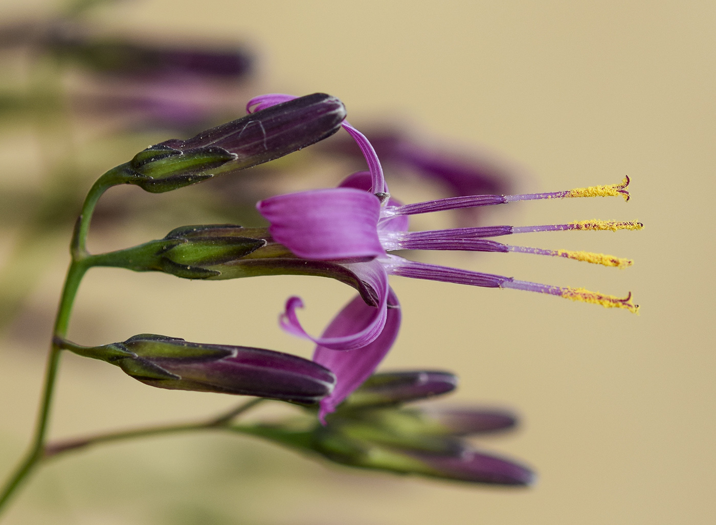 Изображение особи Prenanthes purpurea.