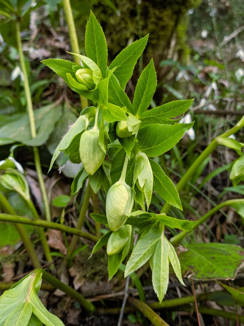 Image of Helleborus caucasicus specimen.