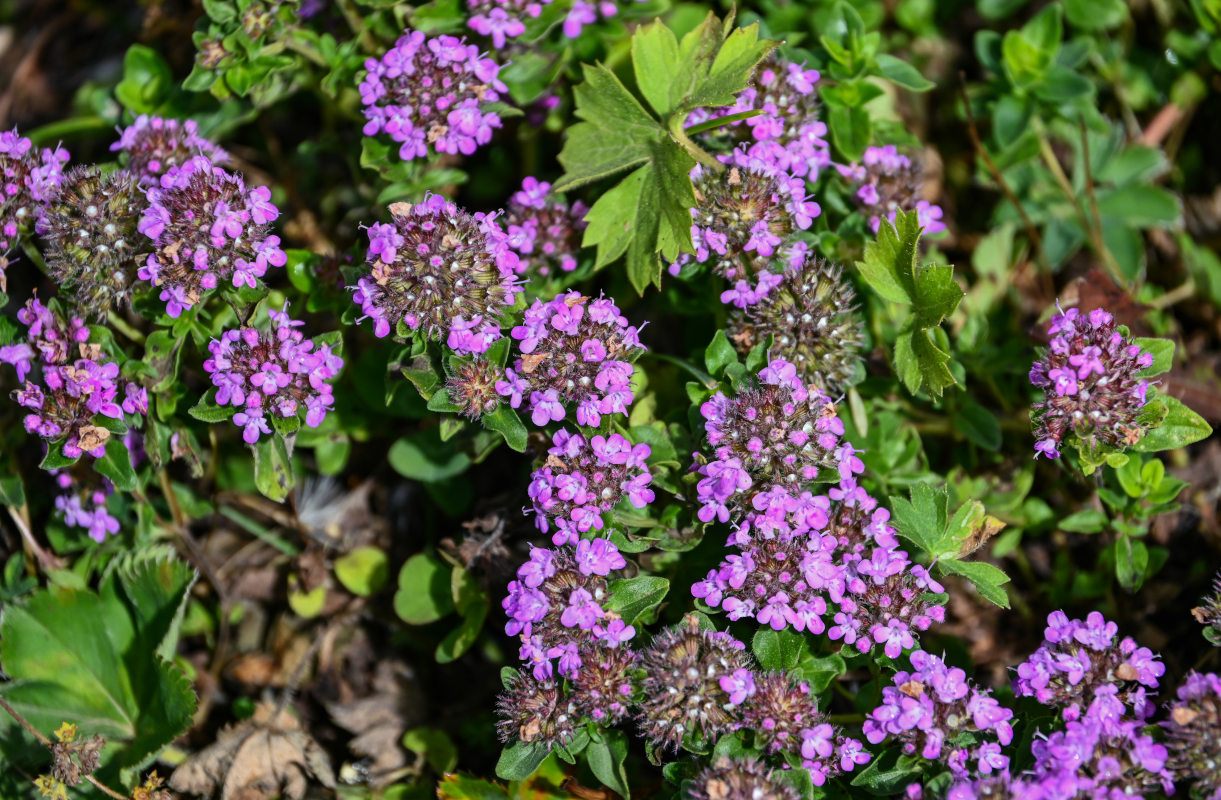 Image of genus Thymus specimen.