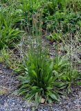 Plantago lanceolata. Цветущее растение. Сахалин, гор. округ Долинский, окр. с. Взморье, подножие лугового склона, у дороги. 12.08.2023.