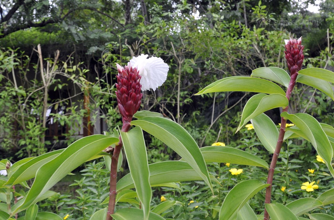 Image of Hellenia speciosa specimen.