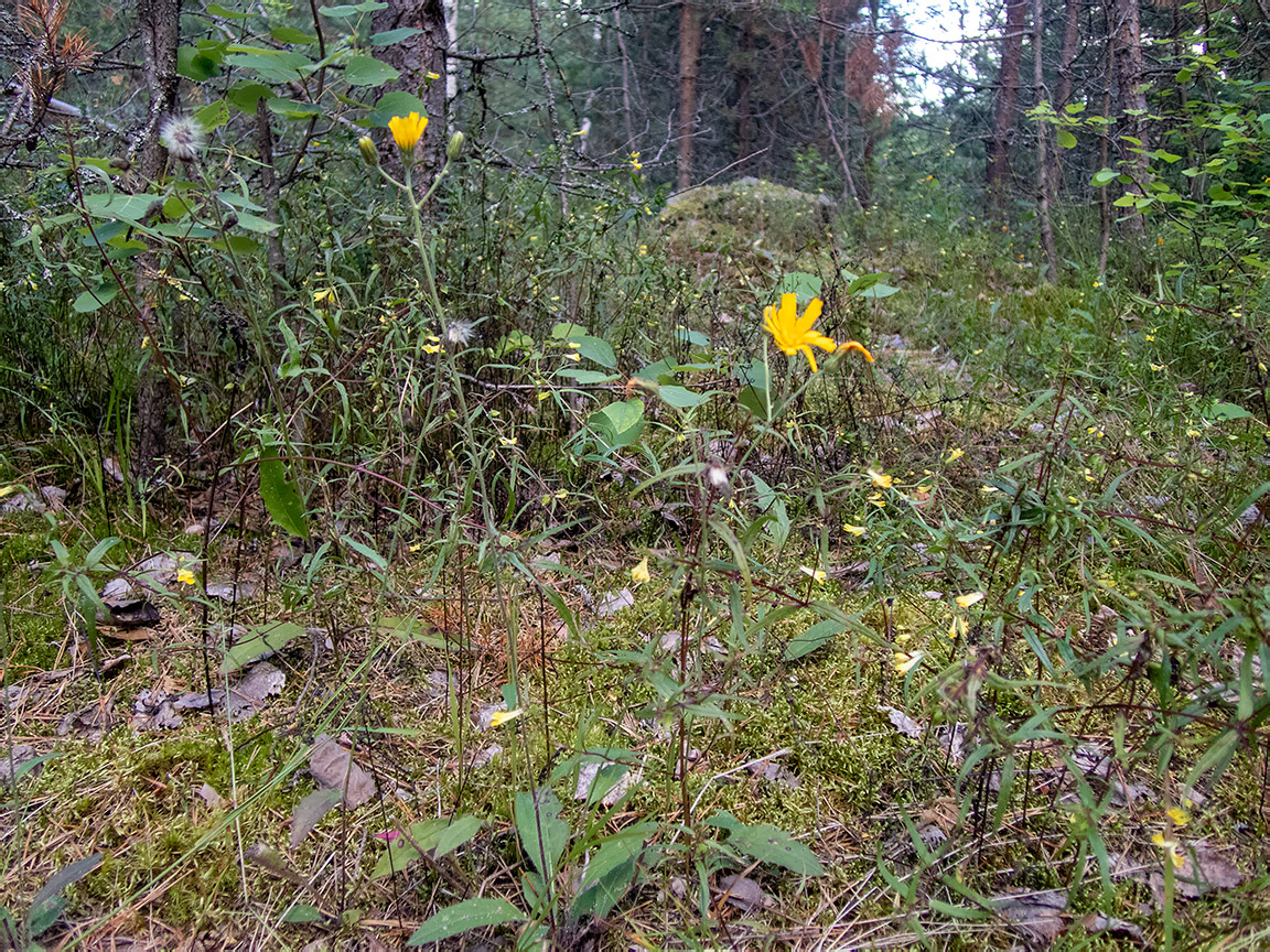 Изображение особи род Hieracium.