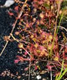 Drosera rotundifolia