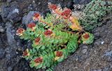 Rhodiola integrifolia. Плодоносящее растение в сообществе с Draba borealis. Курильские о-ва, о-в Итуруп, долина р. Водопадная, на скале. 16.08.2023.