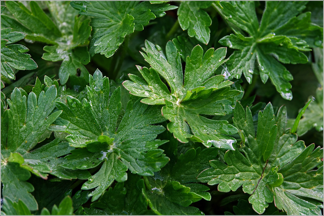 Image of Geranium palustre specimen.