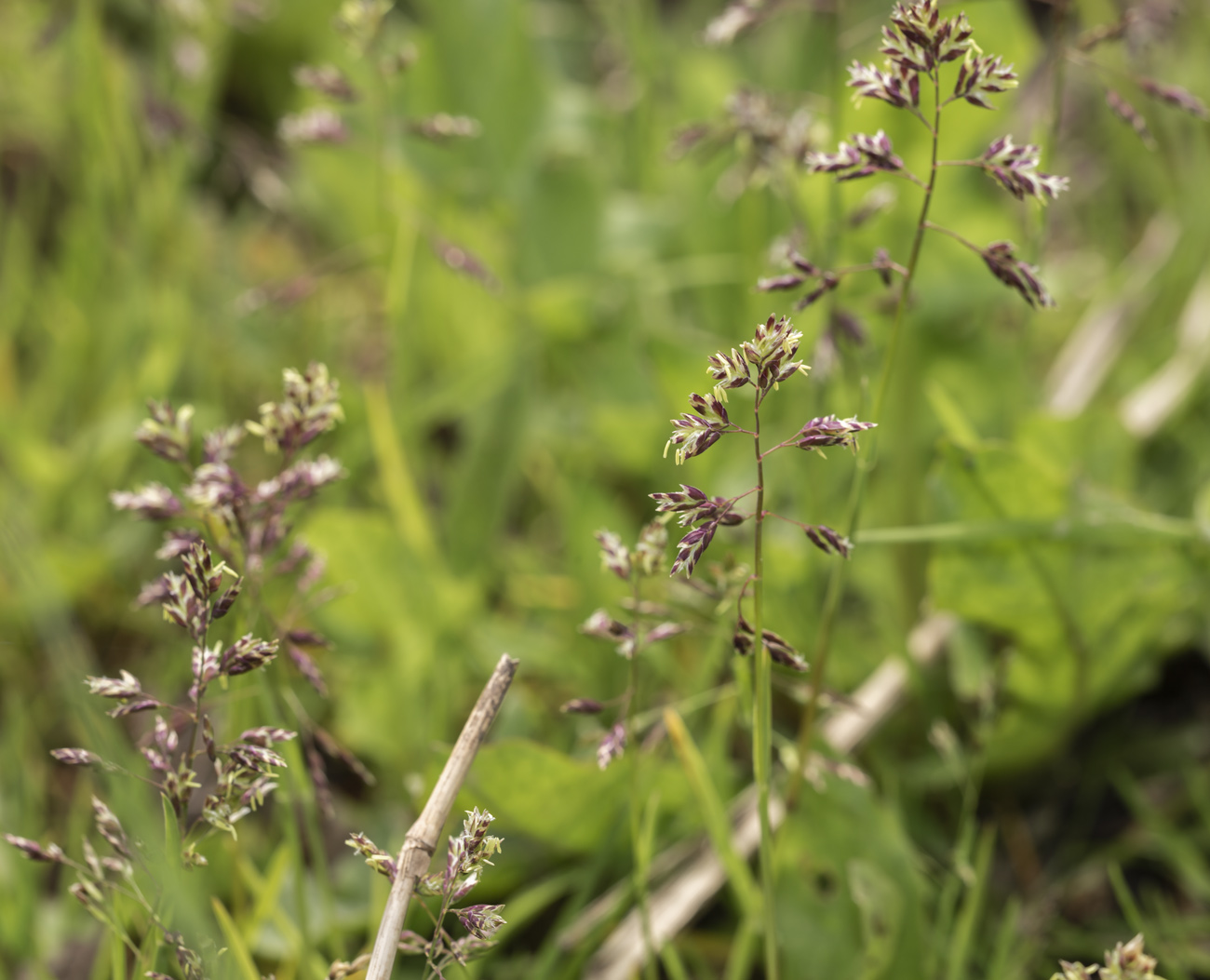 Image of Poa supina specimen.