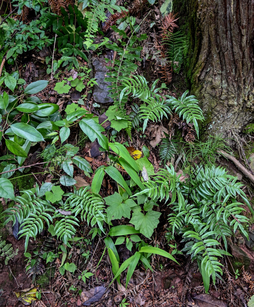 Изображение особи Plagiogyria japonica.