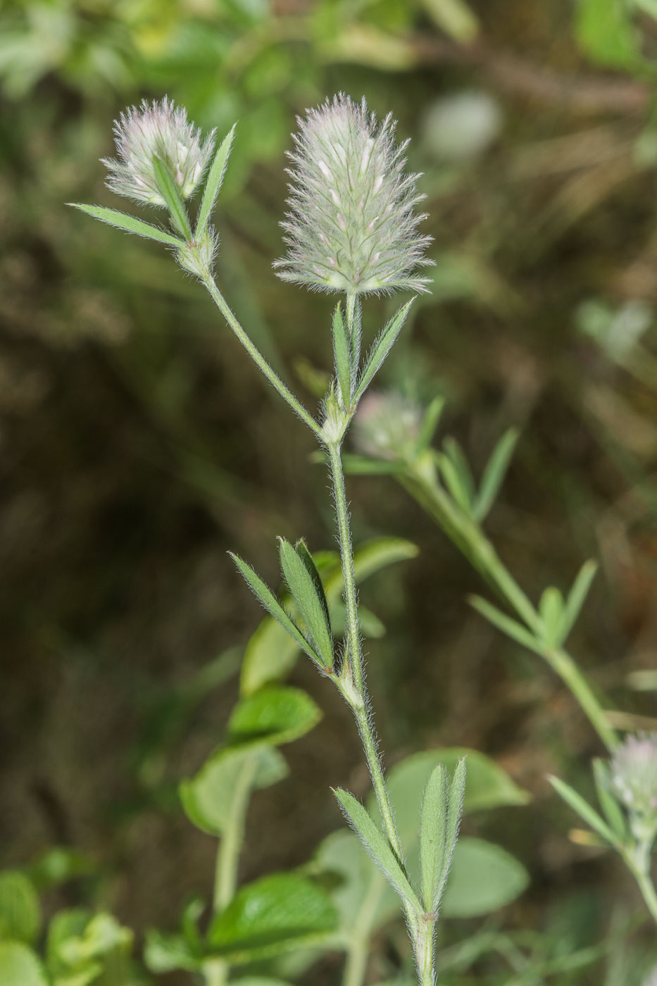 Image of Trifolium arvense specimen.