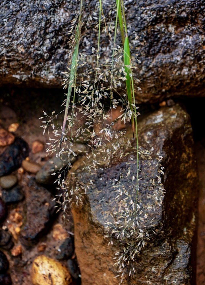 Изображение особи семейство Poaceae.