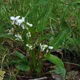 Viola patrinii. Цветущее растение. Хабаровский край, окр. г. Комсомольск-на-Амуре, дол. руч. Тёплый ключ. 09.06.2024.