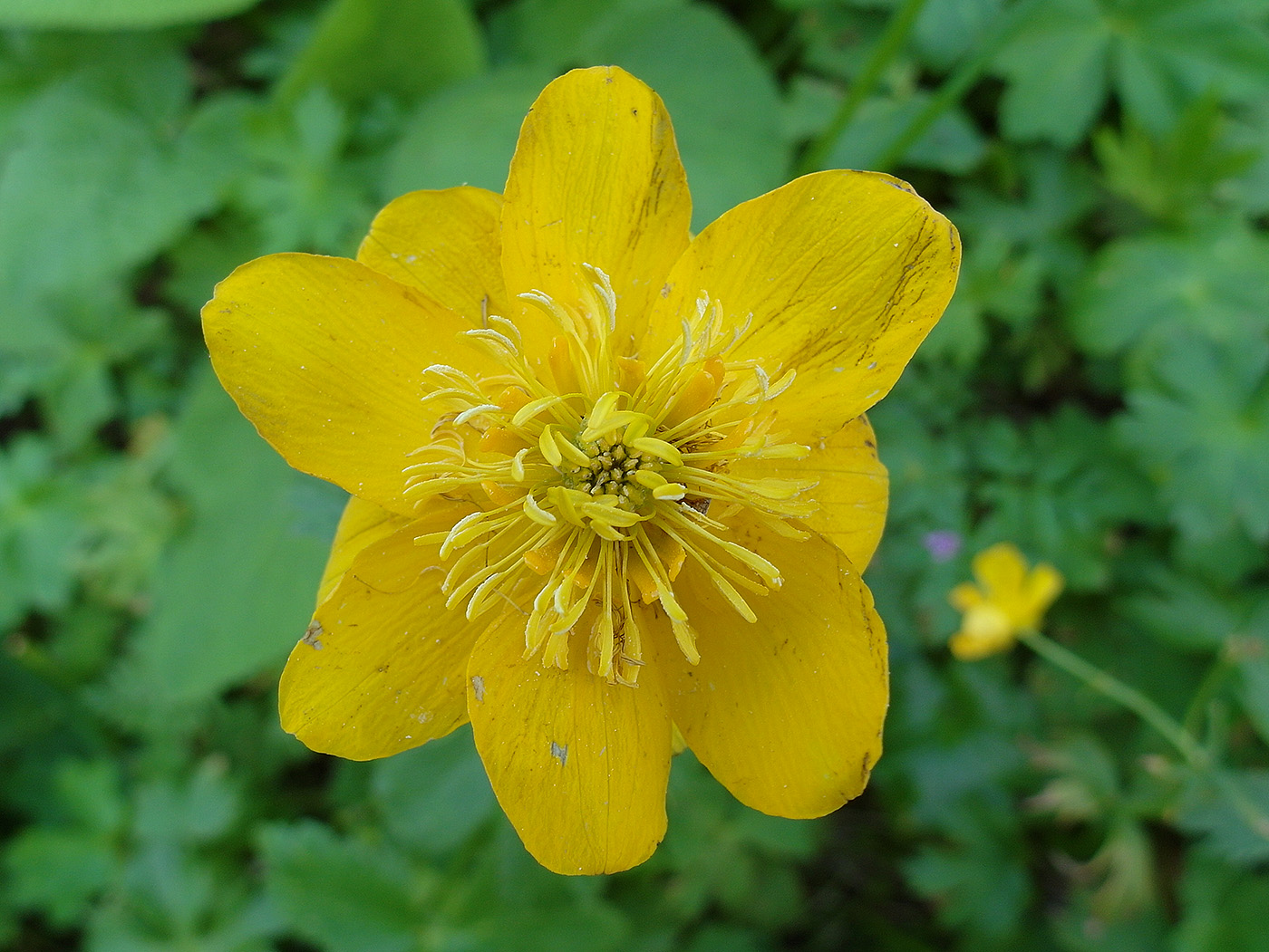 Изображение особи Trollius dschungaricus.