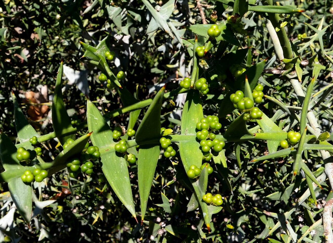 Image of Colletia paradoxa specimen.