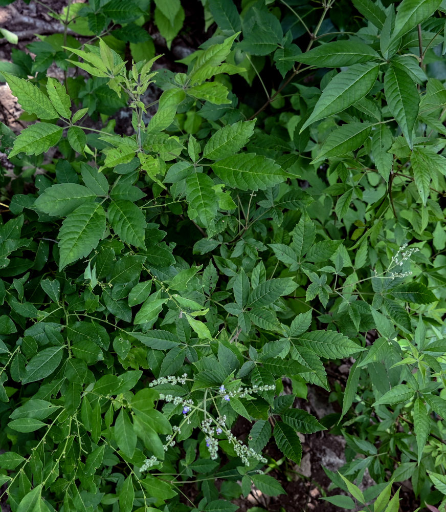 Image of Vitex negundo specimen.