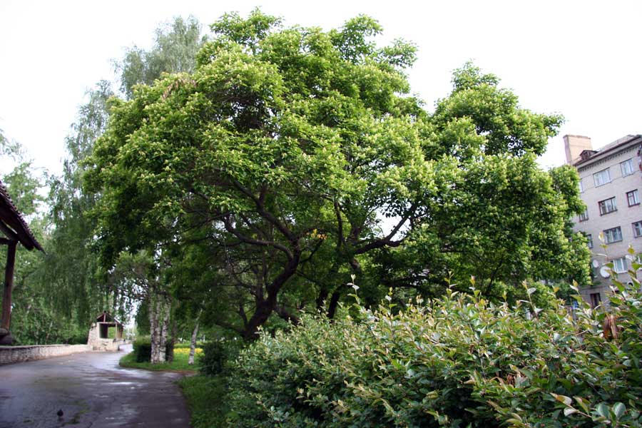 Image of Acer ginnala specimen.