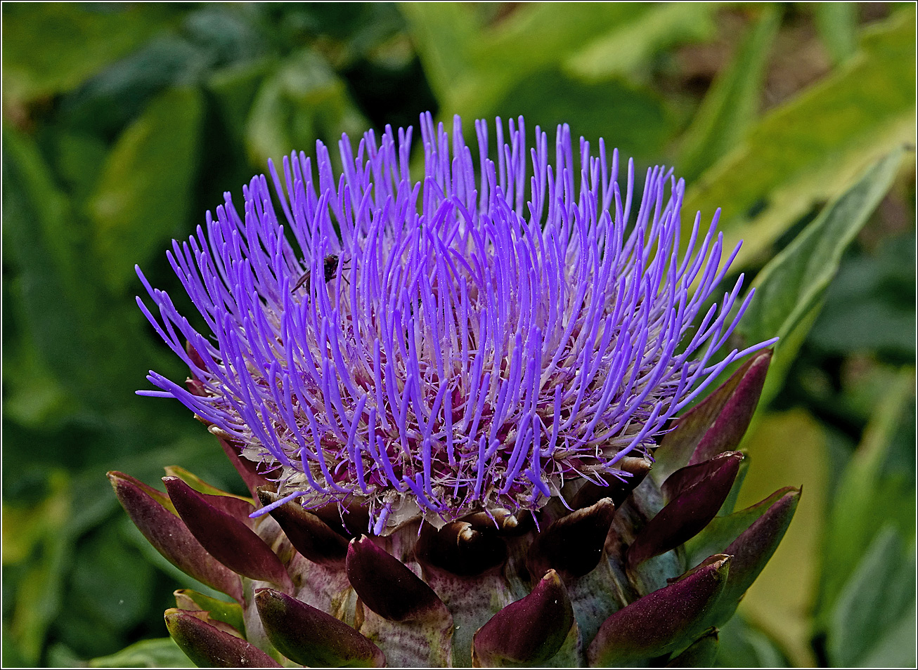 Image of Cynara scolymus specimen.