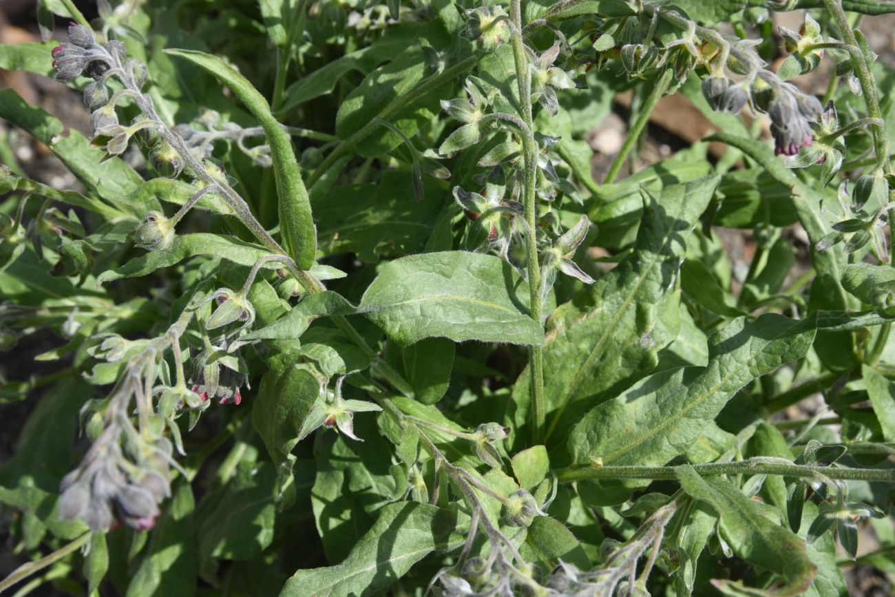 Image of Cynoglossum officinale specimen.