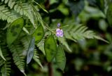 Lunaria rediviva. Цветок, бутон и незрелые плоды. Московская обл., Сергиево-Посадский р-н, долина р. Пажа, смешанный лес. 20.07.2024.