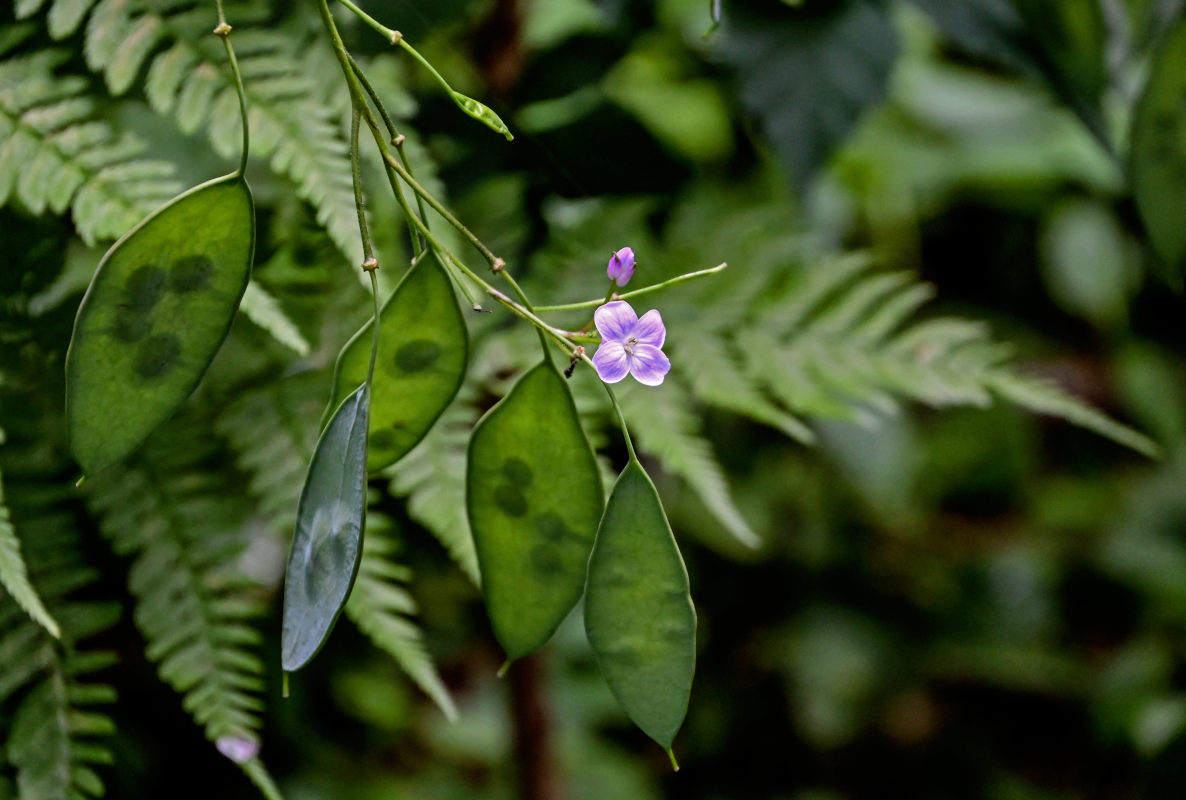 Изображение особи Lunaria rediviva.