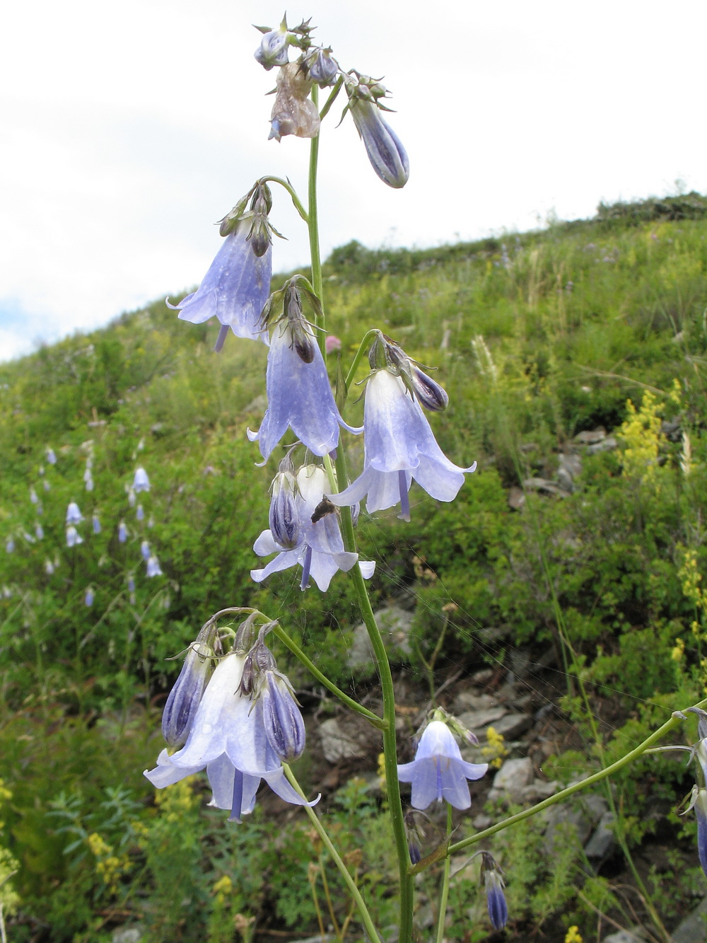 Изображение особи Adenophora liliifolia.