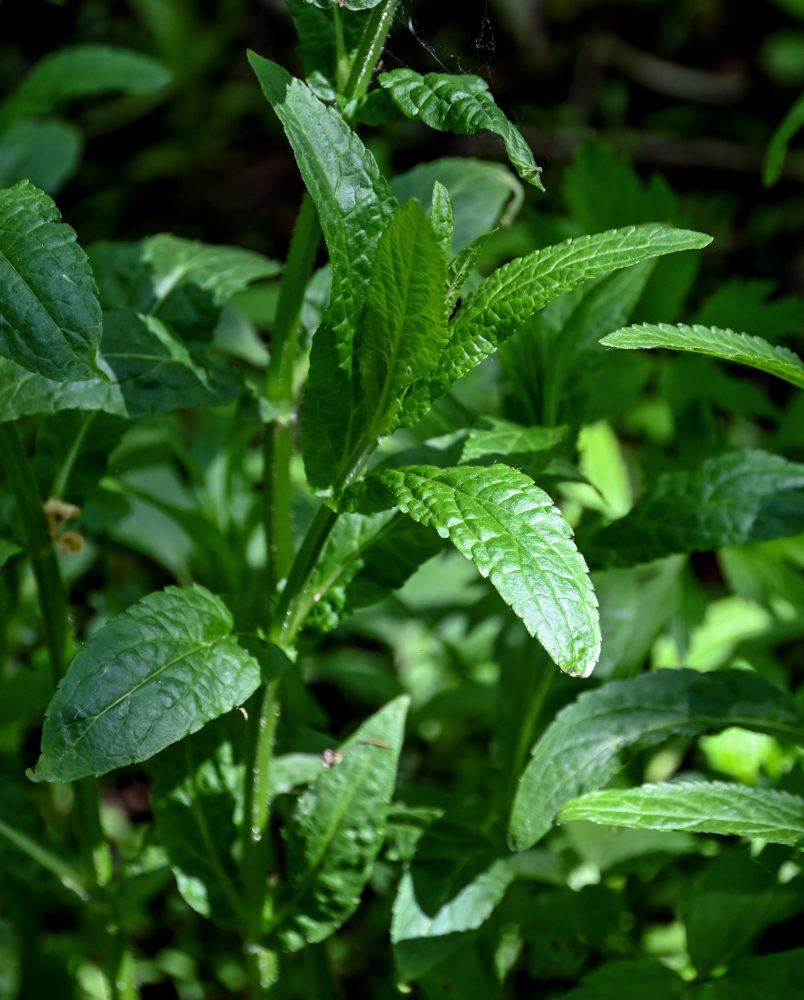 Image of Scrophularia umbrosa specimen.