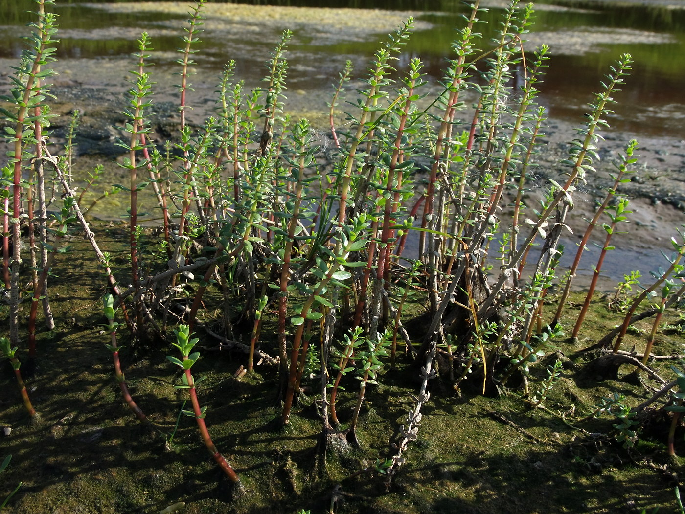 Image of Hippuris tetraphylla specimen.