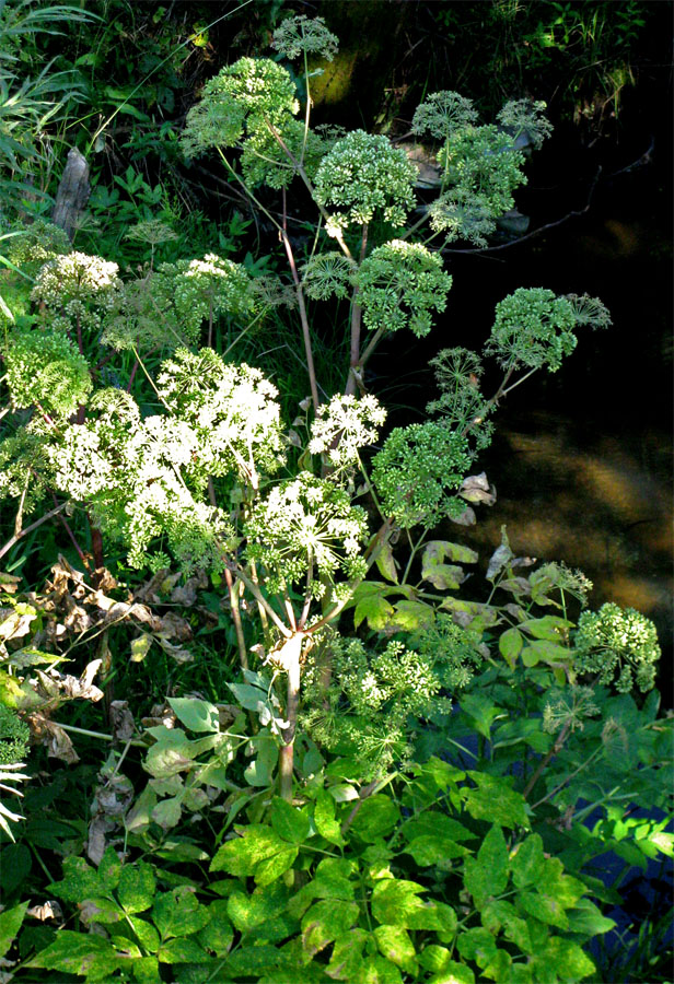 Image of Archangelica officinalis specimen.